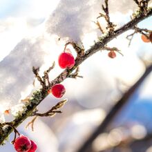 Beeren im Gegenlicht