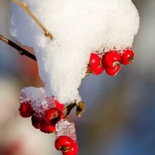Beeren im Winter