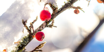 2017-01-06-winterimpressionen