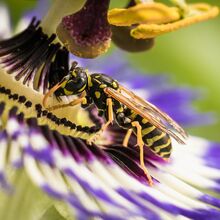 Wespe auf Passionsblume